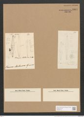Stauroneis moelleriana (de-Toni-Nr.: Genus 6, Species 893 ?) Zeichnungen Sammlung Grunow Nr. 1801 (NHMW-BOT-W0368712)